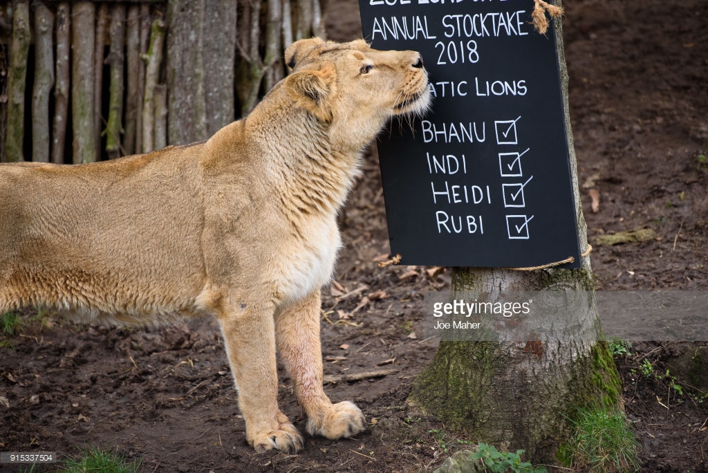 Lion_Stocktake